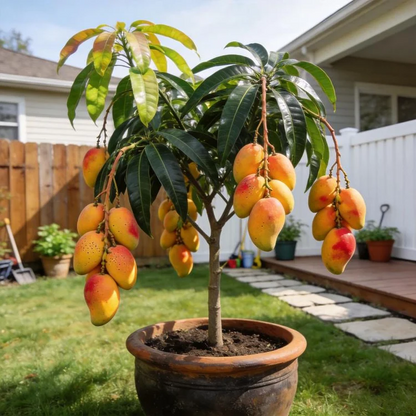Non-GMO Mango Seeds for Home Garden Fast Germination & Easy Growing-YOY